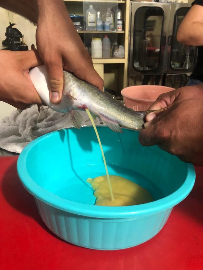 reproducción inducida de peces