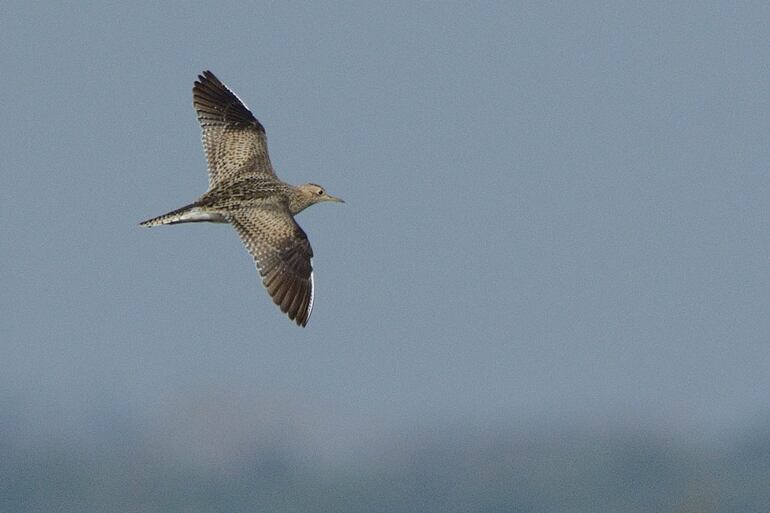 Mbutui ñu (Bartramia longicaudata), foto gentileza de Aníbal Domaniczky.