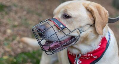 Uso responsable de bozal. Cada país tiene leyes sobre el uso del bozal en nuestros animales, en qué casos y cómo hacerlo.