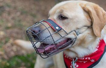 Uso responsable de bozal. Cada país tiene leyes sobre el uso del bozal en nuestros animales, en qué casos y cómo hacerlo.