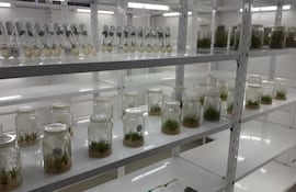 Hoy se inauguró el laboratorio de biotecnología en la planta alcoholera de Mauricio José Troche de Petropar, donde se producirá caña de azúcar.