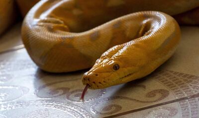 Una pitón reticulada albina (Malayopython Reticulatus) en la casa del coleccionista José Delgadillo, en la ciudad de Matagalpa (Nicaragua). José Alberto Delgadillo sueña con tener una tienda de exhibición de reptiles en Managua, capital de Nicaragua, aunque por ahora se limita a convivir en su casa con 45 serpientes, desde las más inofensivas hasta las más venenosas, a las que cuida como si fueran sus hijos, con el fin de demostrar, entre otros, que esos animales no son peligrosos sino se les molesta.