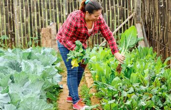 Alicia Samaniego, mujer trabajadora, realiza la recolección de sus productos que son distribuidos vía delivery rural con la ayuda de su hijo mayor.