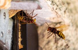 Avispones construyendo un nido.