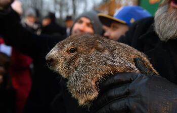 La marmota Phil pronosticó que seguirá el tiempo frío, hoy en el festival del "Día de la Marmota" cada 2 de febrero en Gobbler's Know, una colina a las afuera de Punxsutawney.