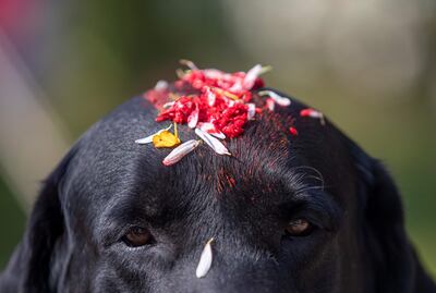 Un perro de la armada nepalesa durante el festival de Tihar en Katmandú, Nepal.