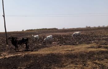 Campos sin pastos y esteros sin aguas, es el panorama en Ñeembucú. Cientos de ganados sin comidas, y si no llueve en las próximas horas, la situación tiende a empeorar.