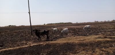 Campos sin pastos y esteros sin aguas, es el panorama en Ñeembucú. Cientos de ganados sin comidas, y si no llueve en las próximas horas, la situación tiende a empeorar.