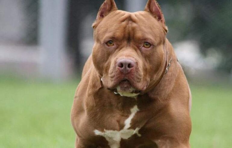 Los perros pitbull terrier americano, también corren con más riesgo contraer la enfermedad.