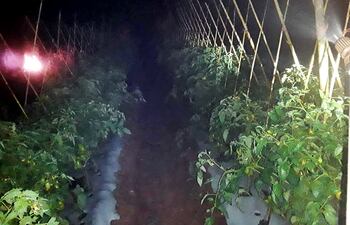 Una plantación de tomate en la que se puede observar una fogata y regadío para anular el efecto de la helada.