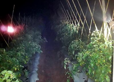 Una plantación de tomate en la que se puede observar una fogata y regadío para anular el efecto de la helada.