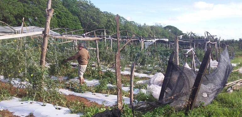La granizada dejó muchos cultivos destruidos.