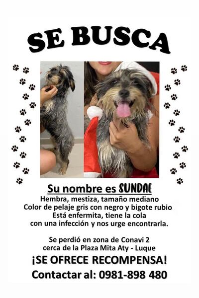 Sundae, mascota perdida