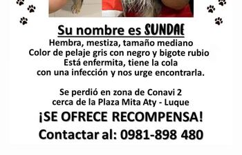 Sundae, mascota perdida