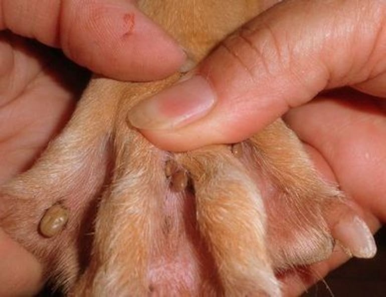 las garrapatas de los perros muerden a los humanos