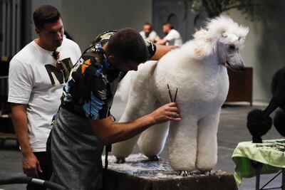 Preparativos de uno de los participantes en el World Dog Show, la mayor exposición canina del mundo, que tiene lugar en Ifema, en Madrid.