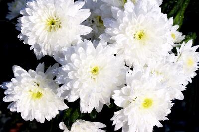 Los concejales de Asunción están acostumbrados a mandar flores a amigos, vecinalistas, conocidos, etc., pero  usan el dinero público para pagarlas.