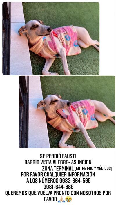 Fausti, mascota perdida