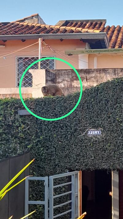 Según los vecinos se encuentran en “zozobra, porque el animal entra a las casas, rompe cosas, roba objetos de valor, actúa con mucha violencia”, comentó Roger Waldemar Cardozo.