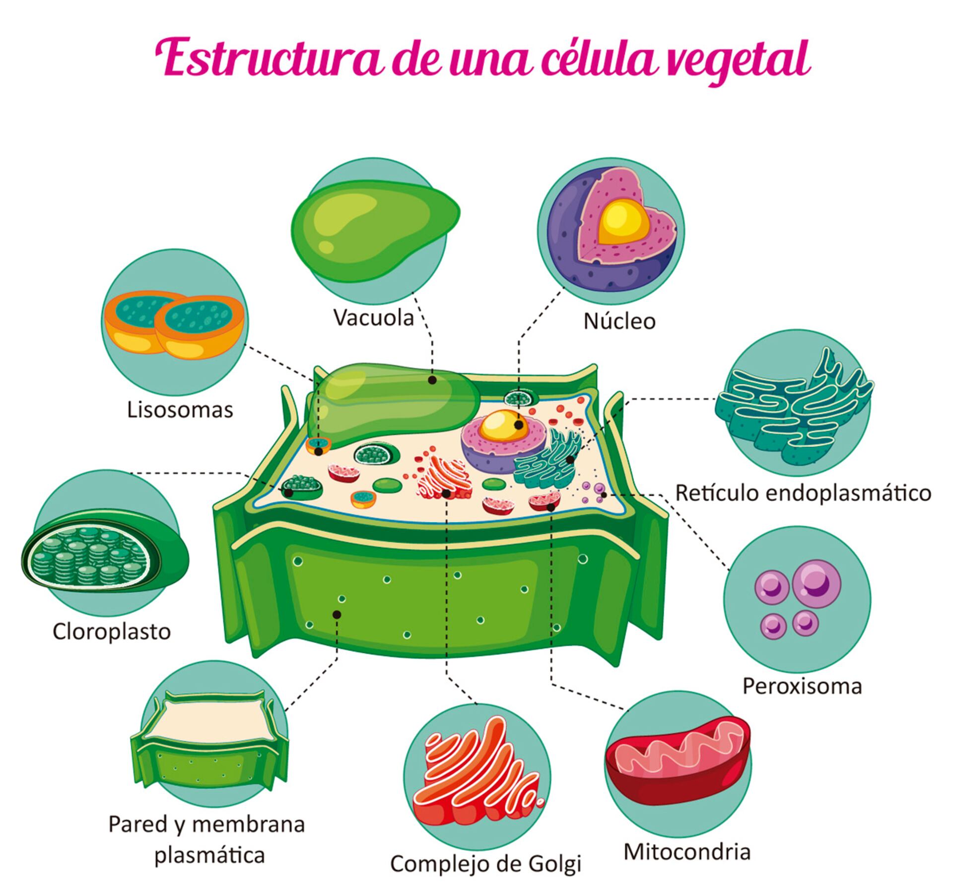 estructura celular vegetal etiquetada