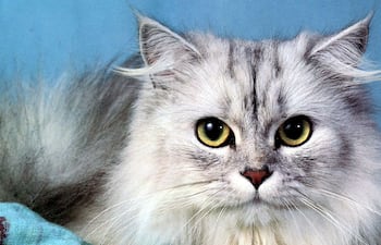 Las condiciones en las que debe encontrarse la mascota son: ser de especie felina, tener más de 1 kg., estar en un contenedor (transportador o jaula) seguro, y asistir al menos con cuatro horas de ayuno.