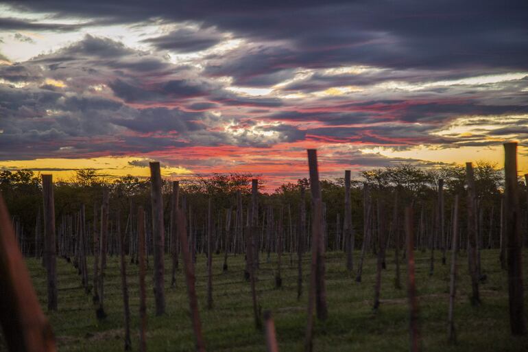 Con pequeños viñedos y bodegas, vinos de calidad sorprendente y consumidores aficionados a descubrir tesoros escondidos en botellas, la provincia de Buenos Aires avanza con paso silencioso pero firme como una región vitivinícola alternativa en Argentina.