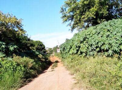 La calle Tte 1º Alcides González, que llega hasta el asentamiento Nueva Esperanza, está invadida de malezas.