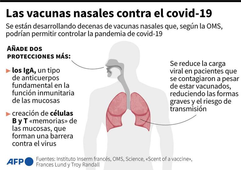 Infografía sobre el funcionamiento de las vacunas nasales desarrolladas en la lucha contra el covid-19 - AFP / AFP