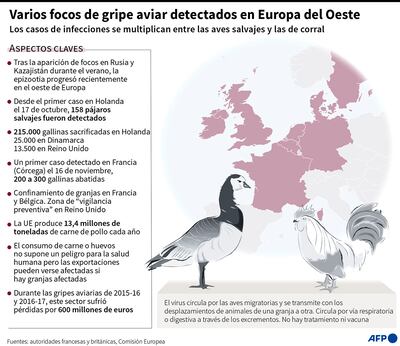VARIOS FOCOS DE GRIPE AVIAR DETECTADOS EN EUROPA DEL OESTE