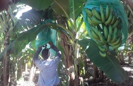 Los productores de banana de Guayaybi señalaron que las parcelas del producto no sufrieron perjuicios por las heladas