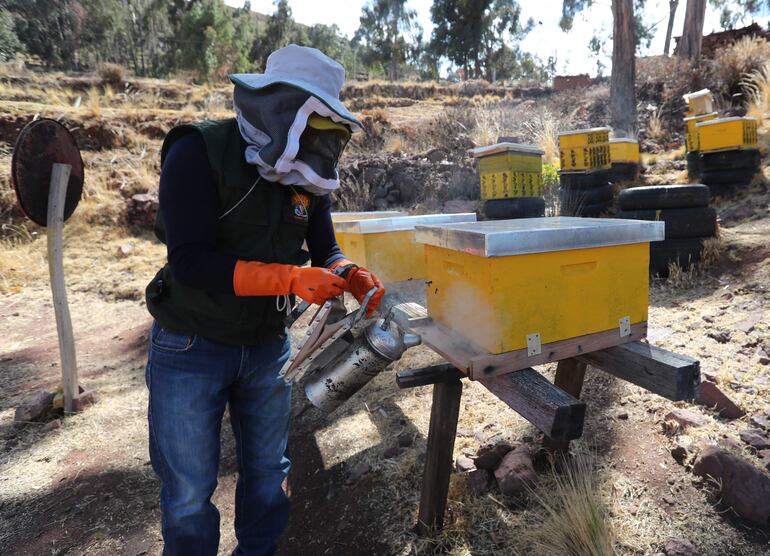 Las abejas desplazadas desde los llanos y valles bolivianos por el cambio climático encontraron un hogar en el Altiplano, algunas cerca del lago Titicaca donde pudieron prosperar a más de 3.800 metros de altitud.