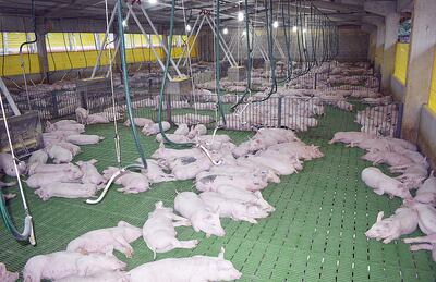 La producción de cerdo en Paraguay ha crecido en calidad y cantidad en los últimos años.