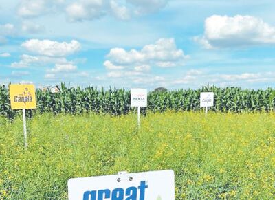 La canola con genética paraguaya fue muy apreciada.