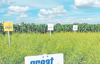 La canola con genética paraguaya fue muy apreciada.