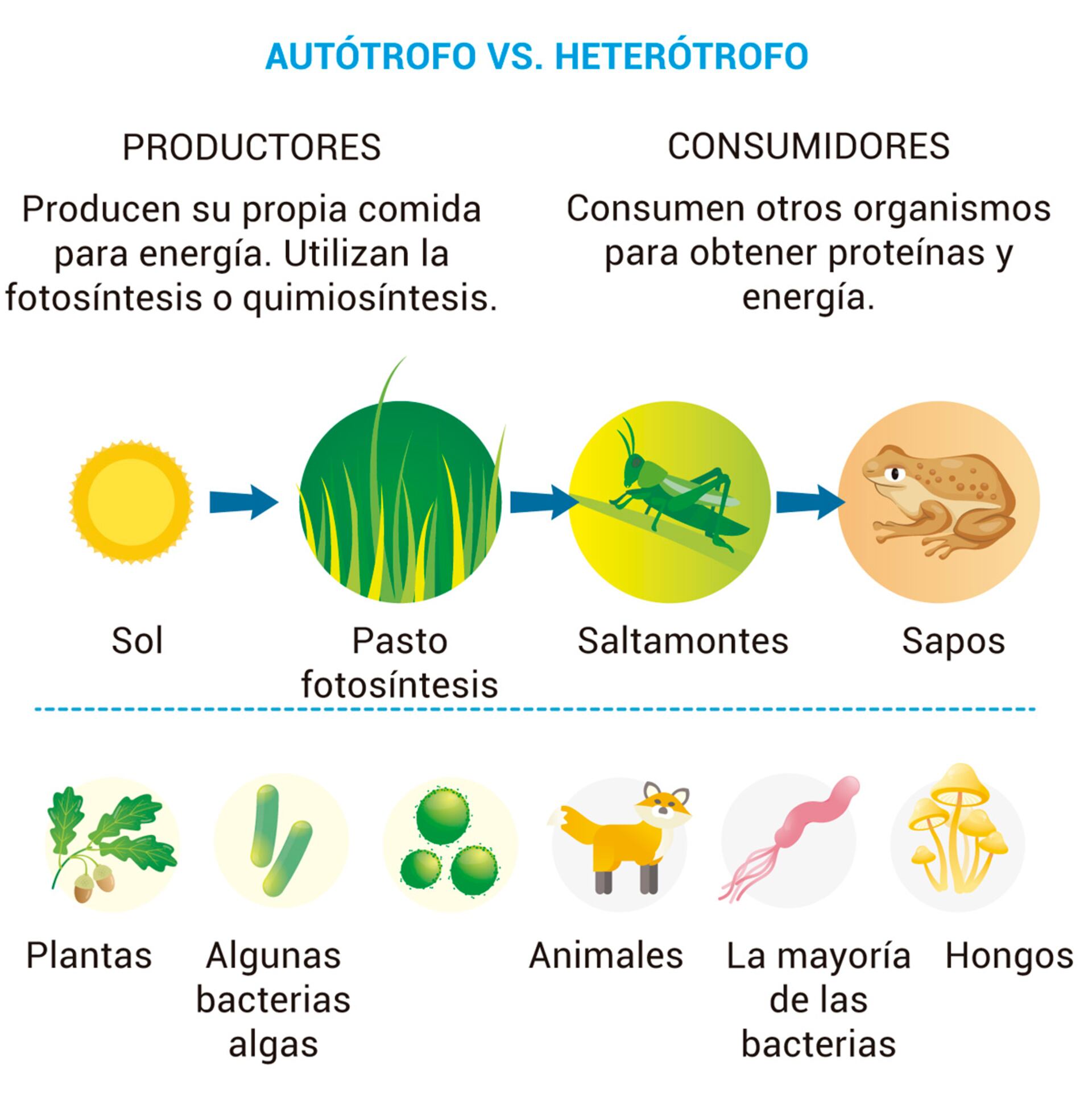 nutrición heterótrofa en animales
