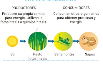Nutrición de los seres vivos
