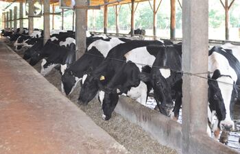 El problema de acidosis ruminal puede causar enormes pérdidas en un hato lechero, si no es controlado a tiempo.