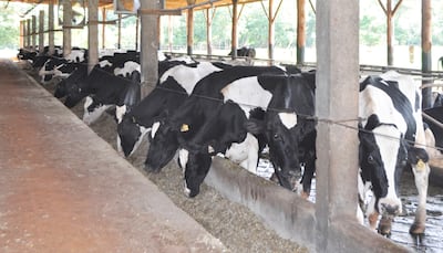 El problema de acidosis ruminal puede causar enormes pérdidas en un hato lechero, si no es controlado a tiempo.