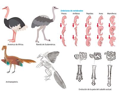 Pruebas de la evolución biológica