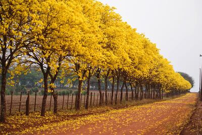 Los lapachos también adornan el trayecto que une Itapúa Poty con Capitán Meza.