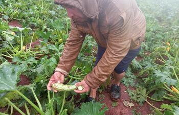 El agricultor Teodoro Galeano exhibe melones afectados por los factores climáticos.