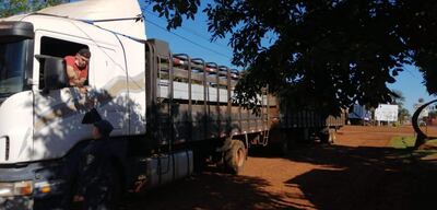 El camión con 54 vacunos fue incautado por disposición del Ministerio Público.