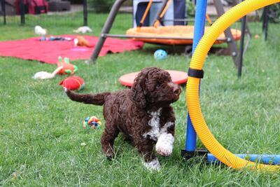En el jardín de Margit Kunzelmann los cachorros pueden aprender lo que son el césped, los juguetes y los sonidos.