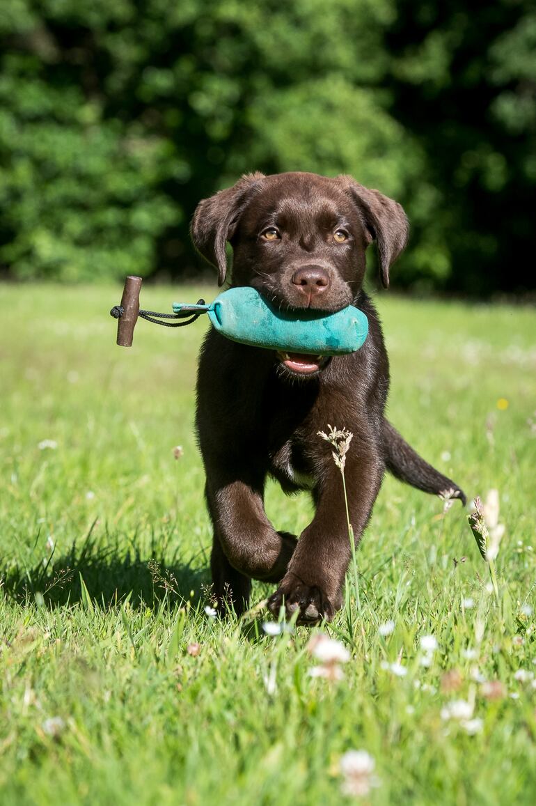 Los perros aprenden con el entrenamiento a estar atentos y a controlar sus impulsos.