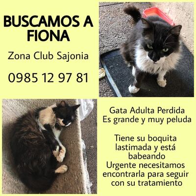 Fiona, mascota perdida