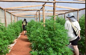 Fotos de las cosechas públicas de cannabis realizadas en Agüerito, San Pedro. Impulsores de actividades buscan fomentar encuentro entre productores y usuarios este domingo en la Plaza Italia de Asunción.