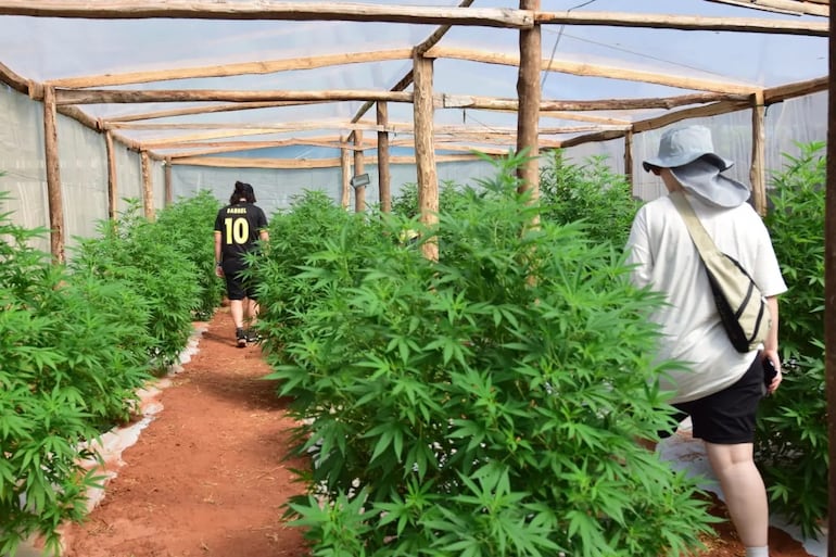 Fotos de las cosechas públicas de cannabis realizadas en Agüerito, San Pedro. Impulsores de actividades buscan fomentar encuentro entre productores y usuarios este domingo en la Plaza Italia de Asunción.