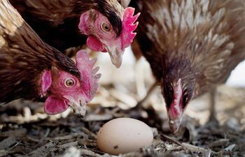 Se han detectado cuatro focos de gripe aviar en Paraguay, pero ningún caso en humanos.