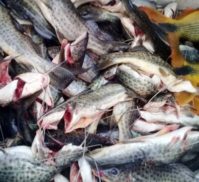 Los pescados que se consiguen se traen de la zona de Paso de Patria y Cerrito, pero se encarece el producto.