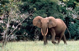 Elefante africano.